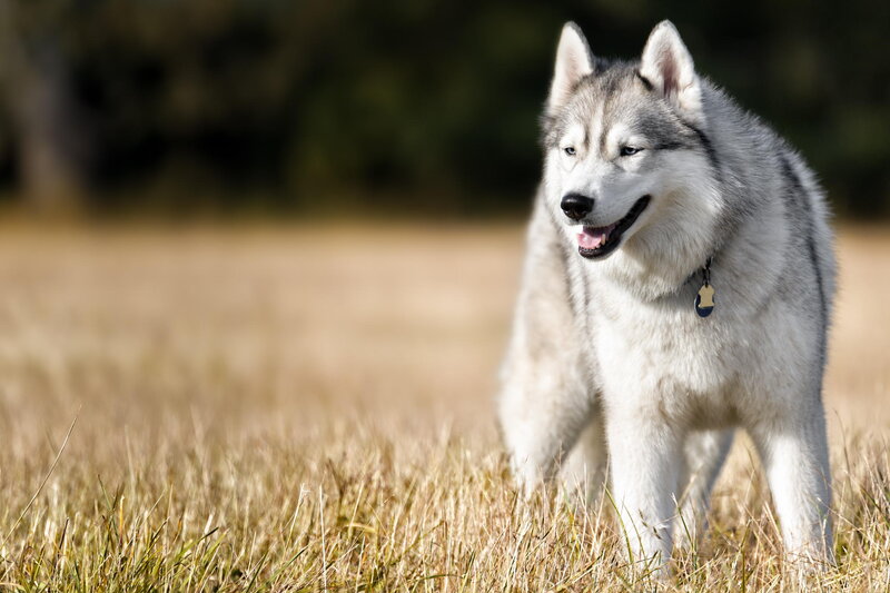 Husky Dog in Field — White, Calm