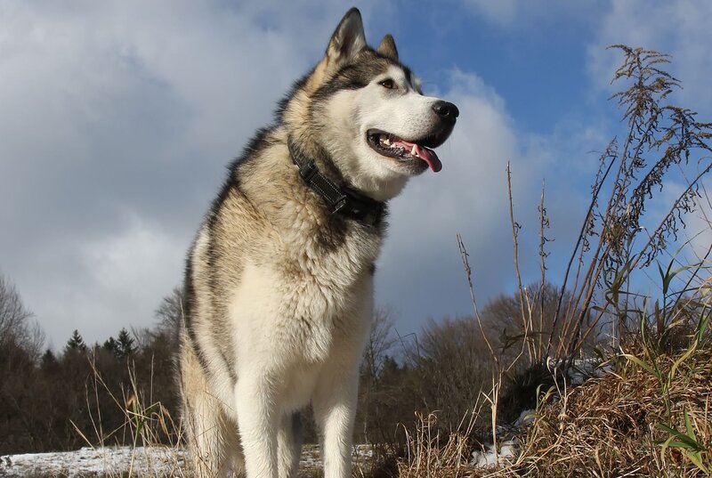 Husky Dog in Field — White