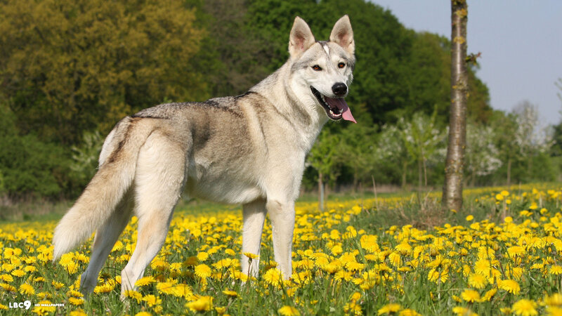 Husky Dog in Field — Yellow