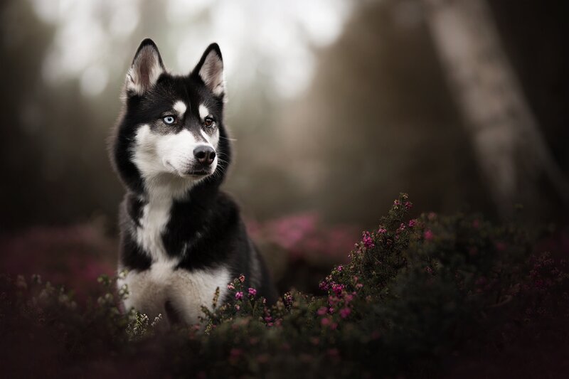 Husky Dog in Flowers — Black