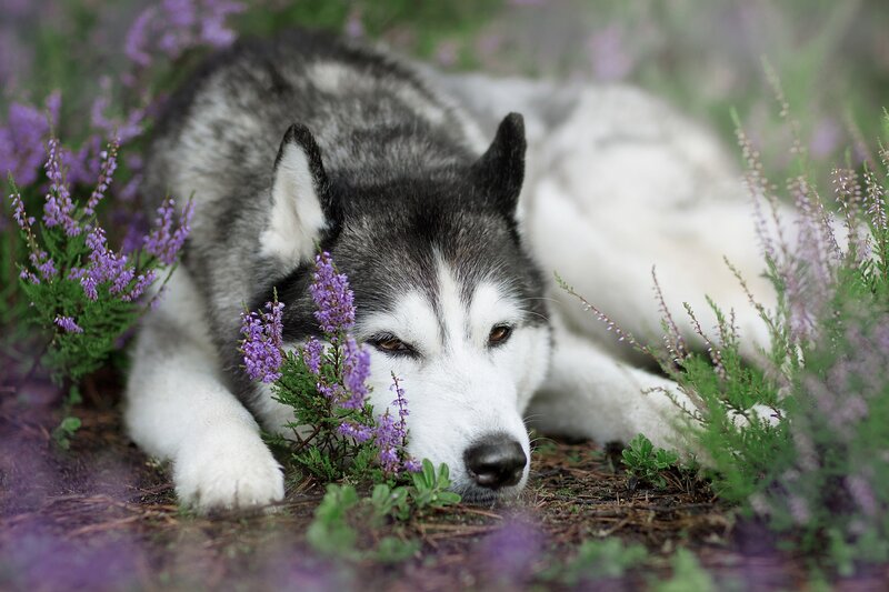 Husky Dog in Flowers — Purple