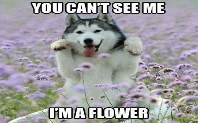Husky Dog in Flowers