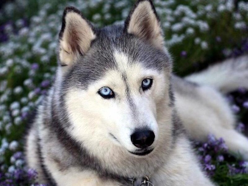 Husky Dog in Flowers — White, Calm