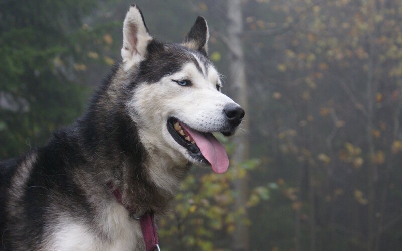 Husky Dog in Forest — Black, Calm, Autumn, Photograph, Trees, Collar, White