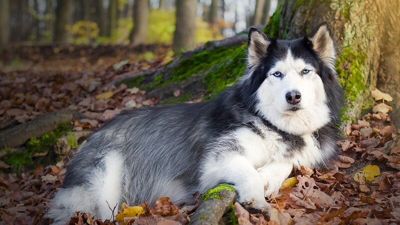 Husky Dog in Forest — Black, Calm, Autumn