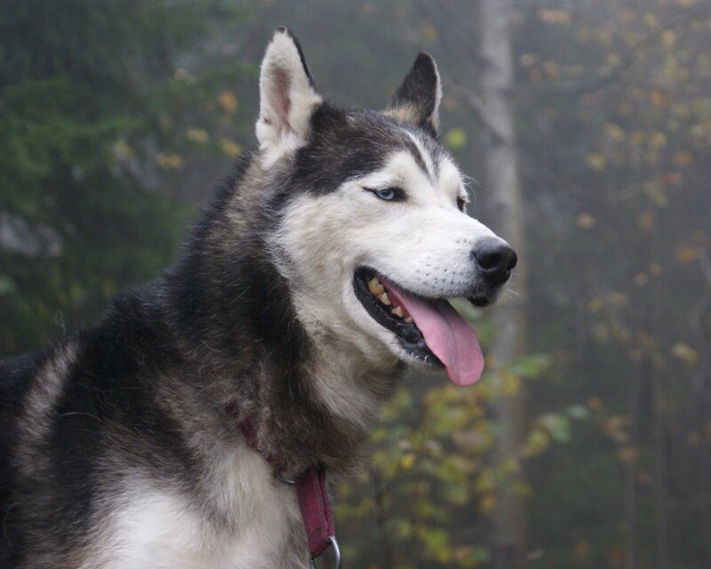 Husky Dog in Forest — Black, Calm