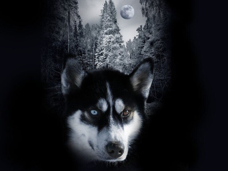 Husky Dog in Forest — Black, Dramatic
