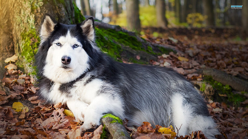 Husky Dog in Forest — Brown, Calm