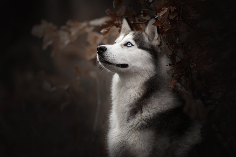 Husky Dog in Forest — Brown, Dramatic