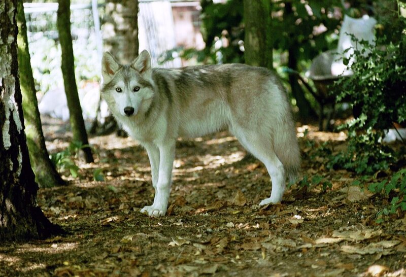 Husky Dog in Forest — Brown