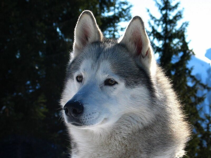 Husky Dog in Forest — Gray