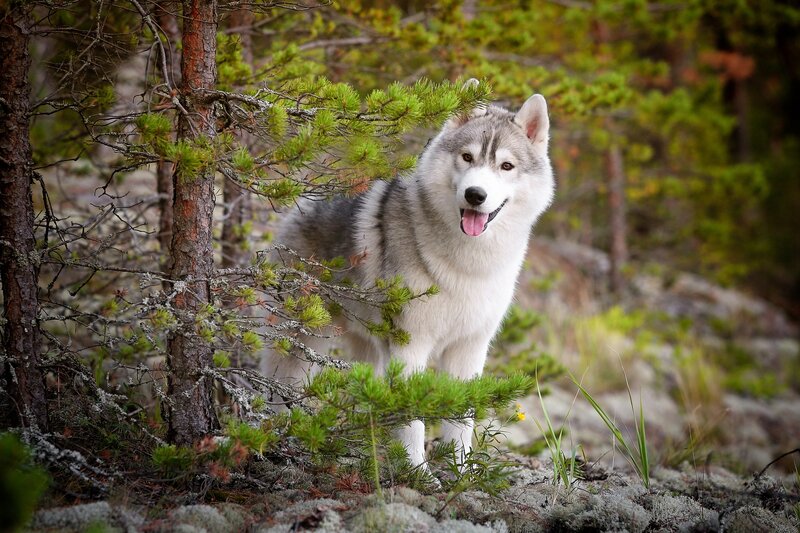 Husky Dog in Forest — Green, Calm, Afternoon, Photograph