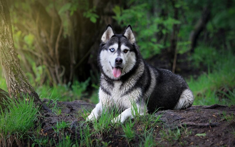 Husky Dog in Forest — Green, Calm, Afternoon, Photograph, Tree, Grass, Black