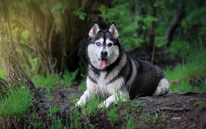 Husky Dog in Forest — Green, Calm, Afternoon, Photograph, Tree