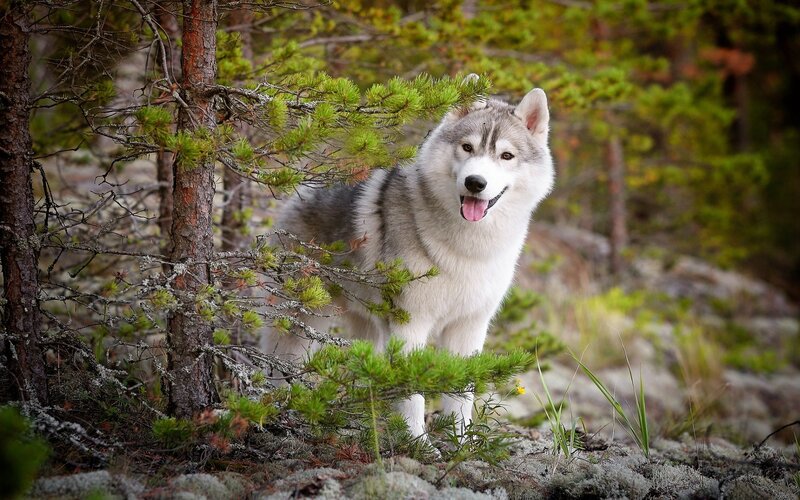 Husky Dog in Forest — Green, Calm, Afternoon, Photograph, Trees