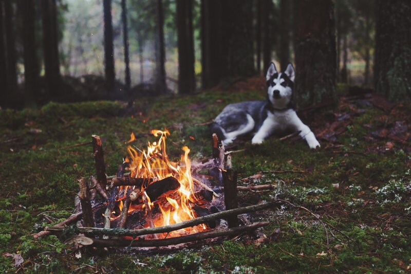 Husky Dog in Forest — Green, Calm, Night