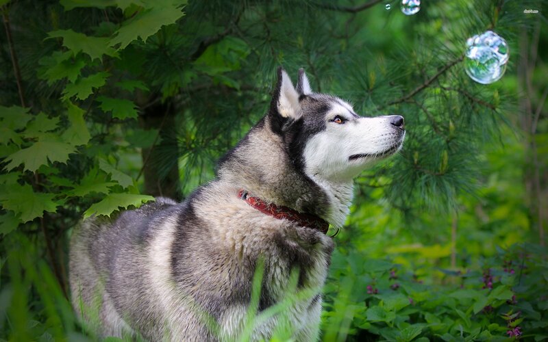 Husky Dog in Forest — Green, Calm, Summer