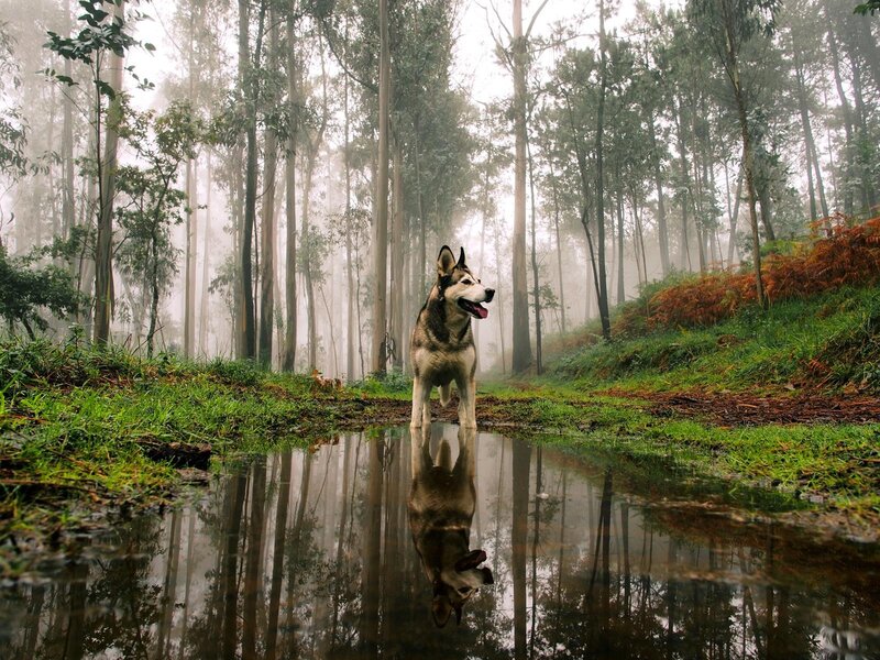 Husky Dog in Forest — Green, Misty