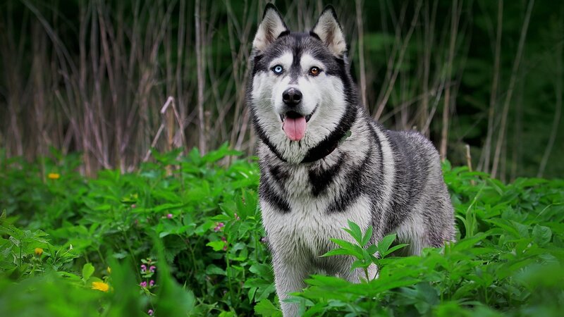 Husky Dog in Forest — Green, Natural