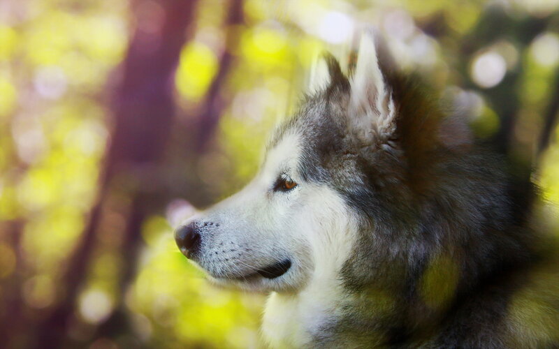 Husky Dog in Forest — Green, Serene