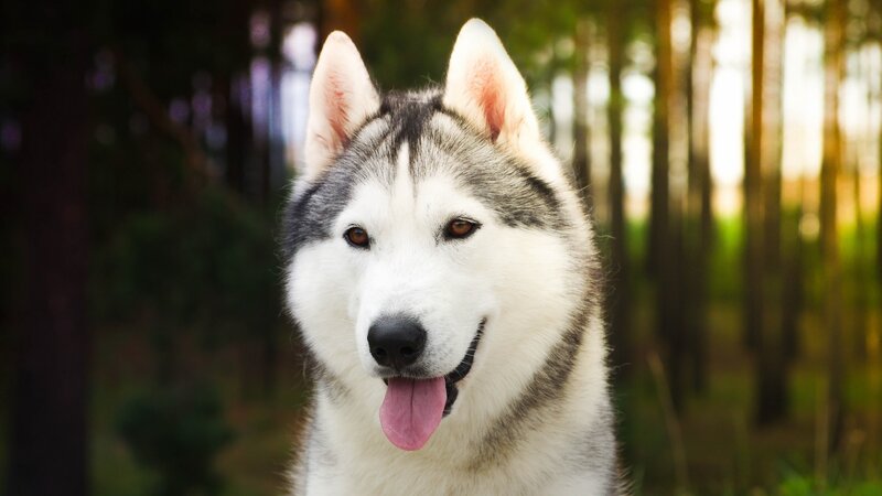 Husky Dog in Forest — White, Calm, Afternoon