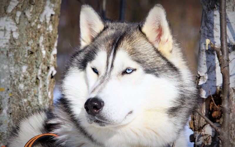 Husky Dog in Forest — White, Calm