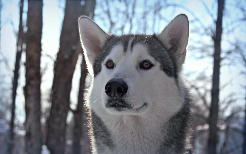 Husky Dog in Forest — White, Calm, Winter, Photograph, Trees