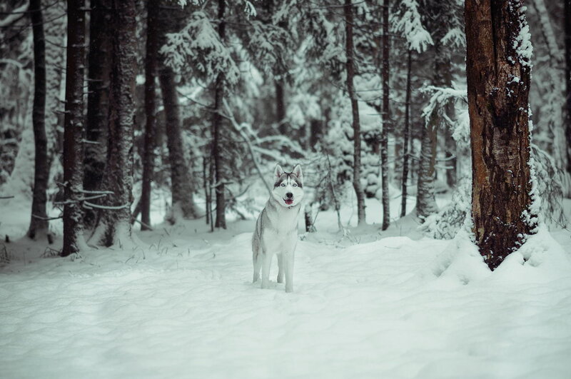 Husky Dog in Forest — White