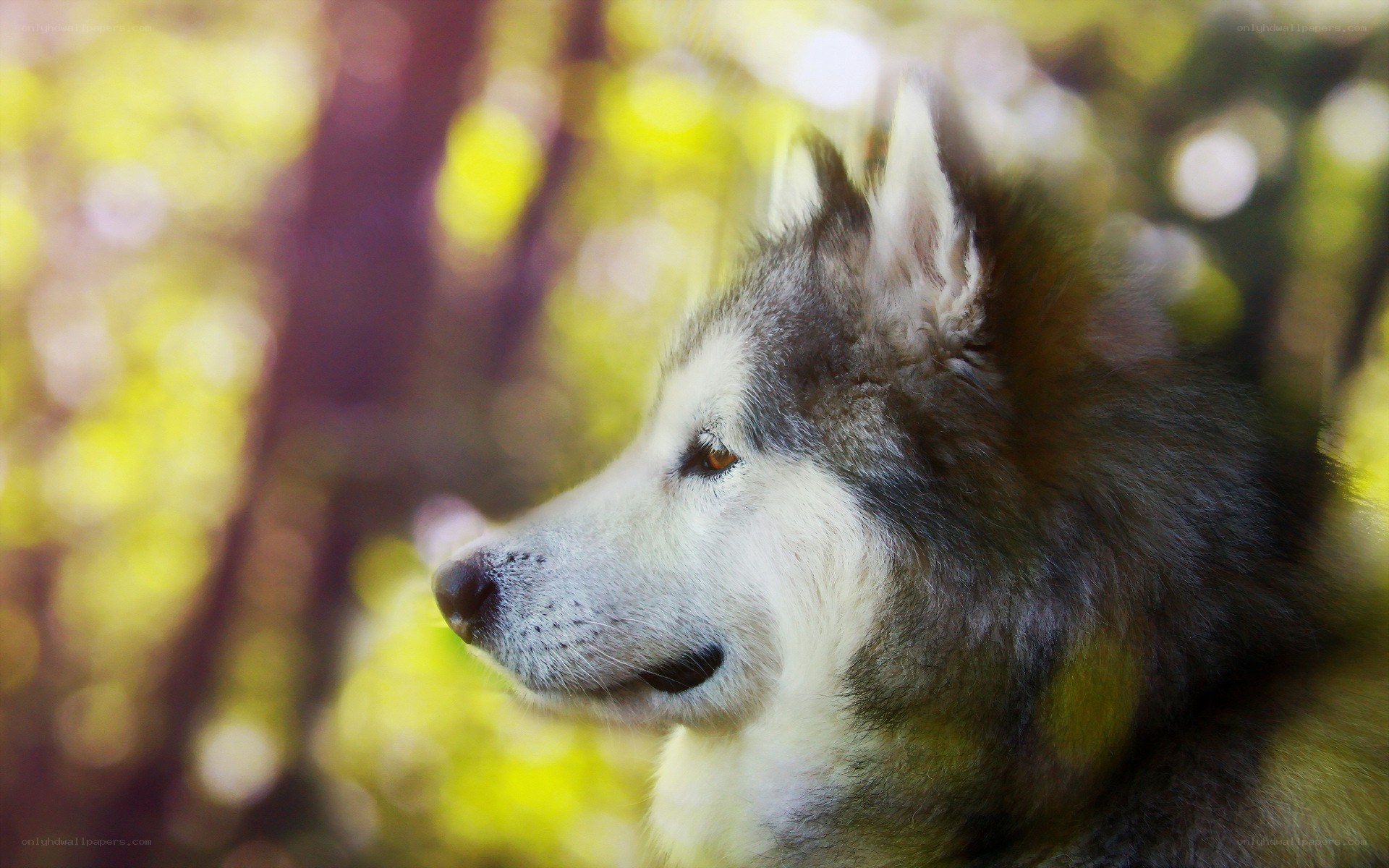 husky dog in forest