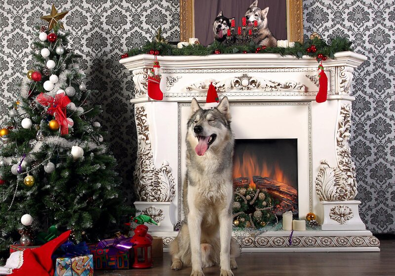 Husky Dog in Front of Fireplace