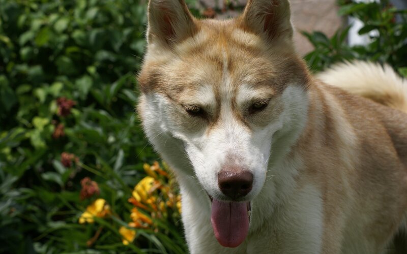 husky dog in garden