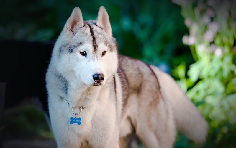 Husky Dog in Garden — White