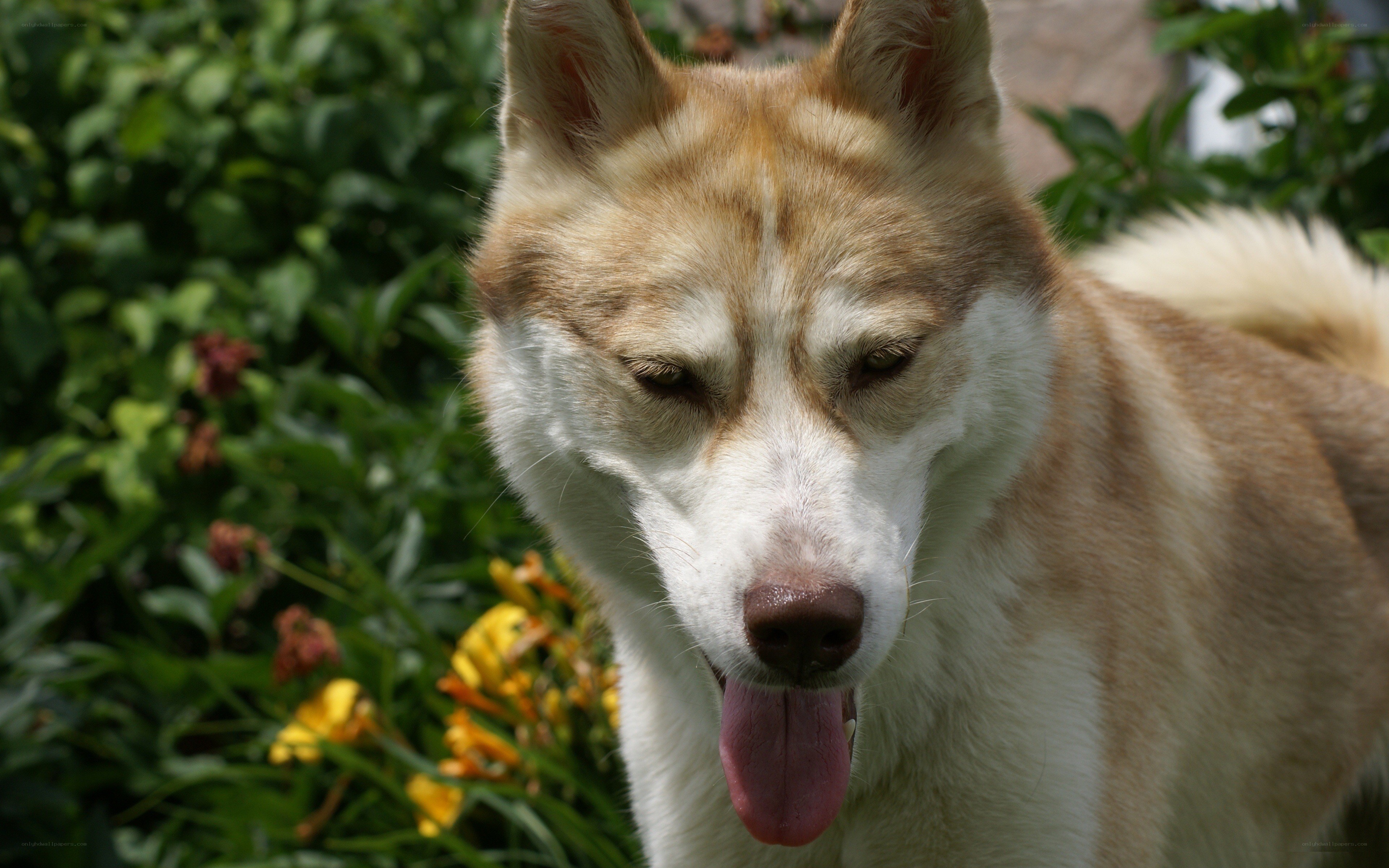 husky dog in garden