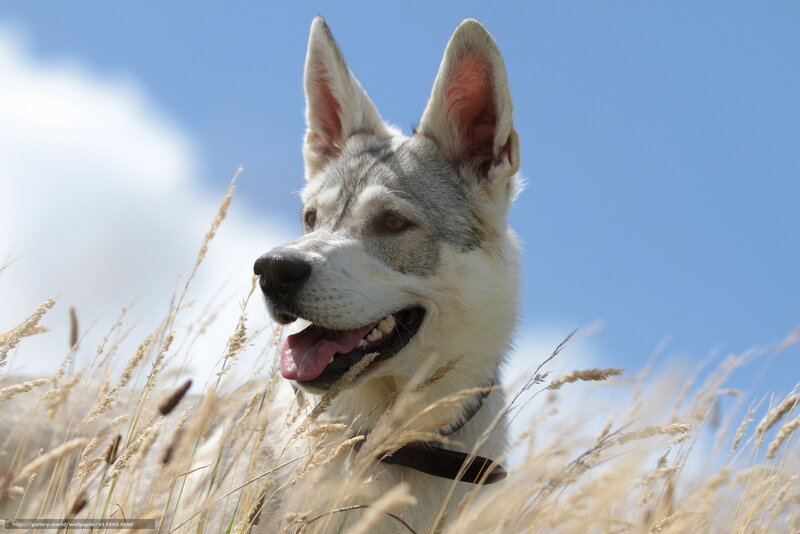 Husky Dog in Grass — Blue, Calm