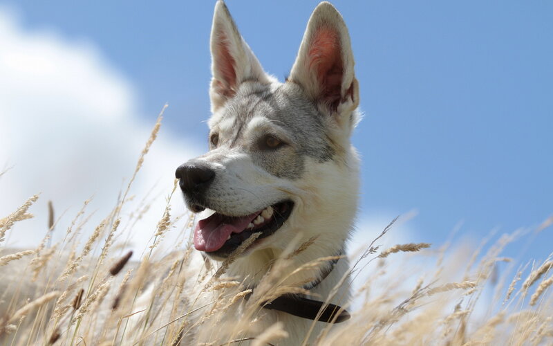 Husky Dog in Grass — Blue