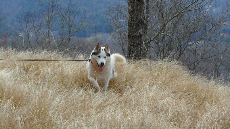 Husky Dog in Grass — Brown