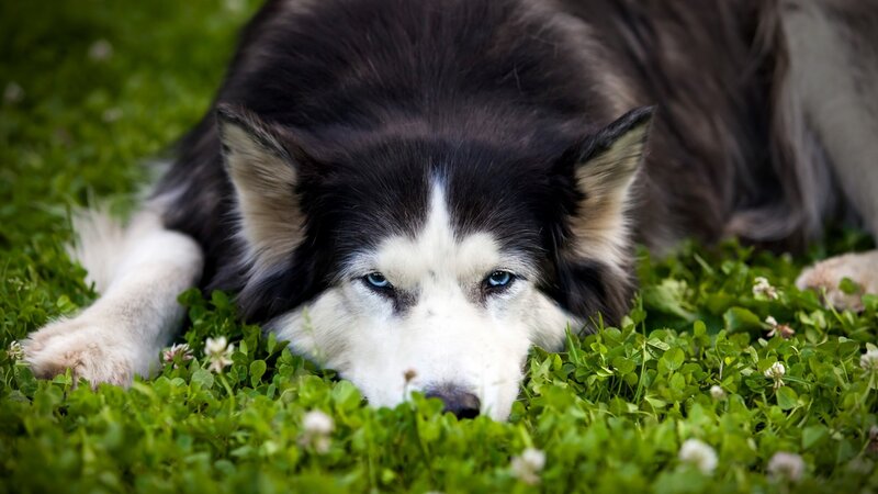 Husky Dog in Grass — Green, Calm, Afternoon, Photograph, Clover