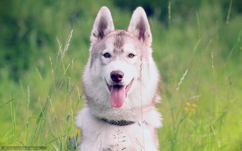 Husky Dog in Grass — Green, Calm, Afternoon, Photograph, Collar
