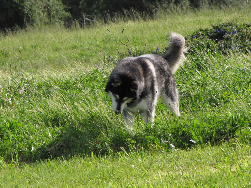 Husky Dog in Grass — Green, Calm, Afternoon, Photograph, Flowers, Field