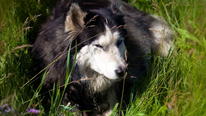 Husky Dog in Grass — Green, Calm, Afternoon, Photograph