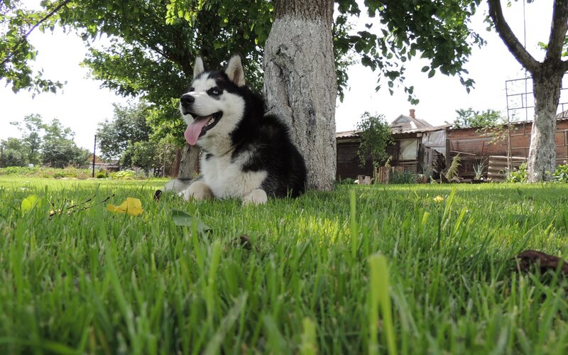 Husky Dog in Grass — Green, Calm, Afternoon, Photograph, Tree