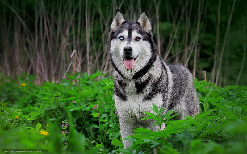 Husky Dog in Grass — Green, Natural, Summer, Photograph