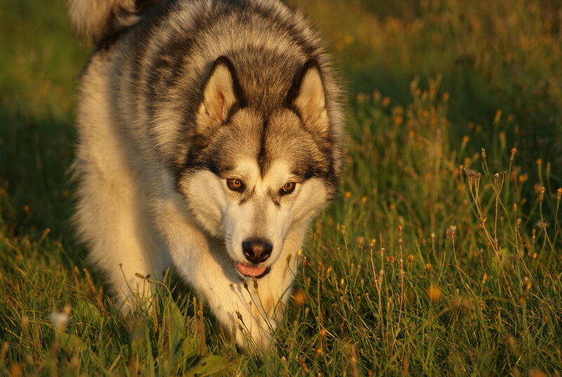 Husky Dog in Grass — Green, Natural