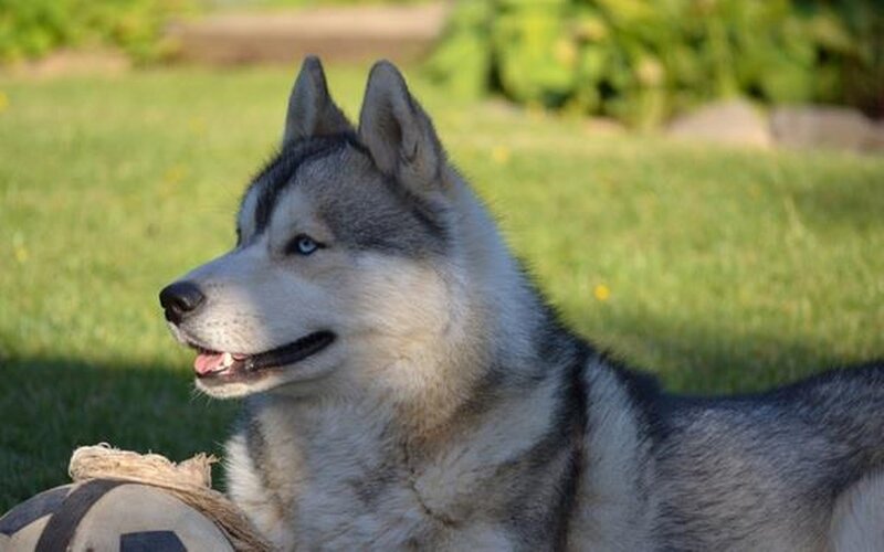 Husky Dog in Grass — Green
