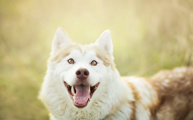 Husky Dog in Grass — White, Calm, Afternoon