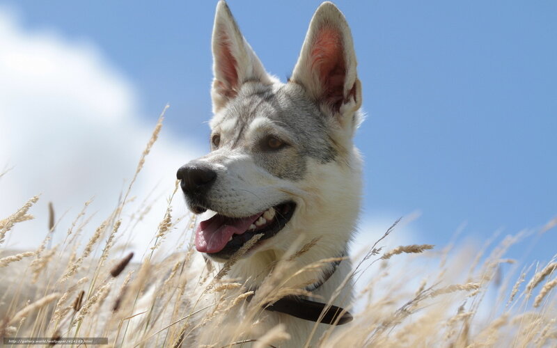 Husky Dog in Grass — White, Calm
