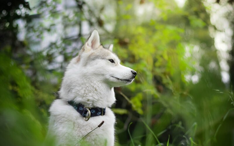 Husky Dog in Grass — White, Serene