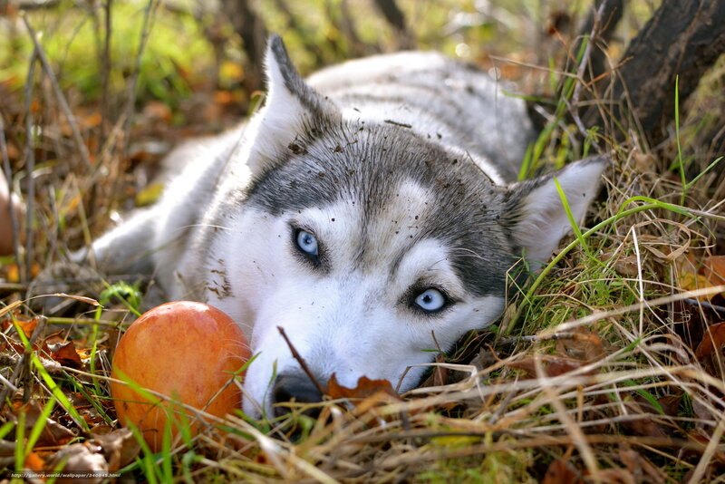 Husky Dog in Grass — White