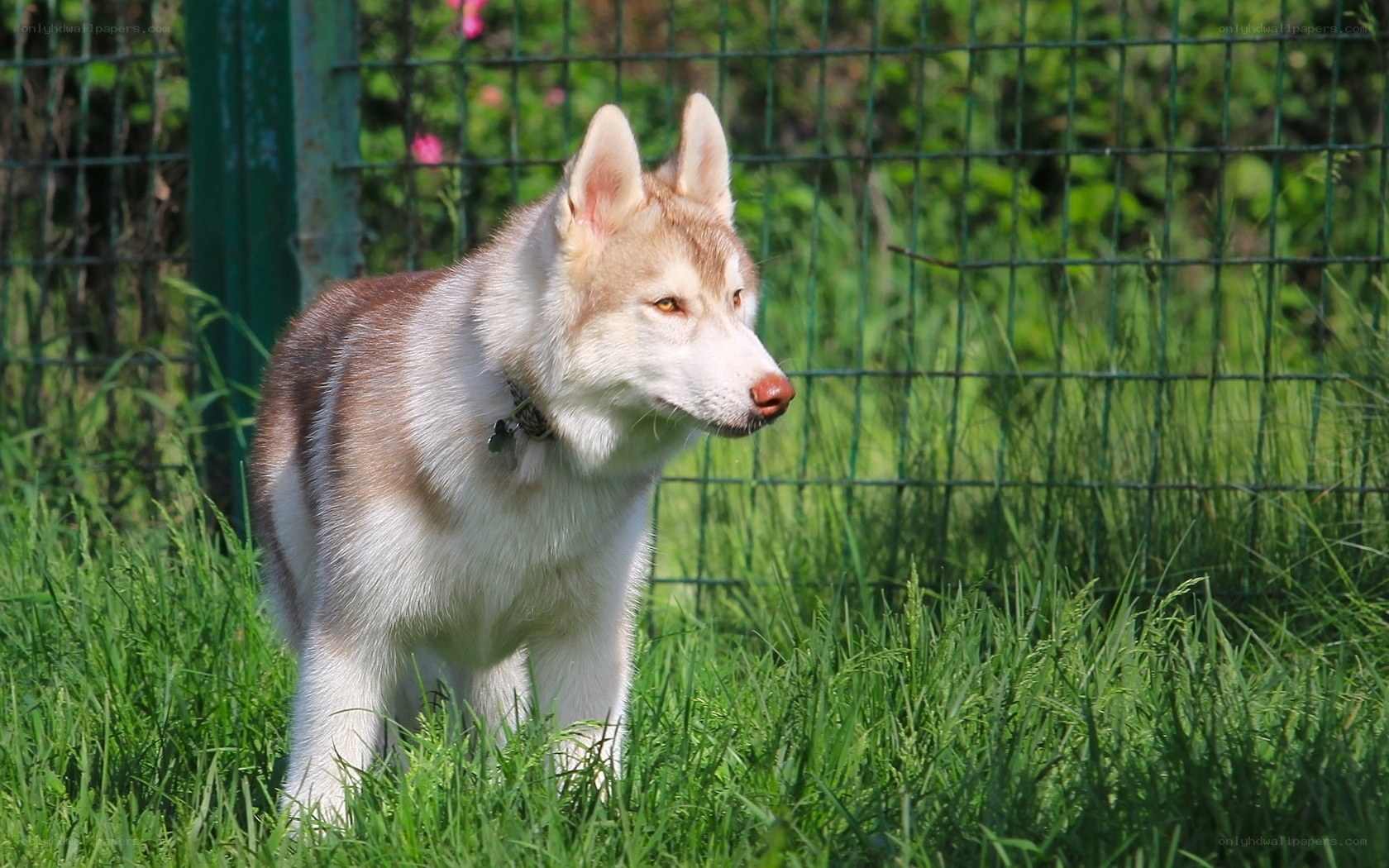 husky dog in grassy field