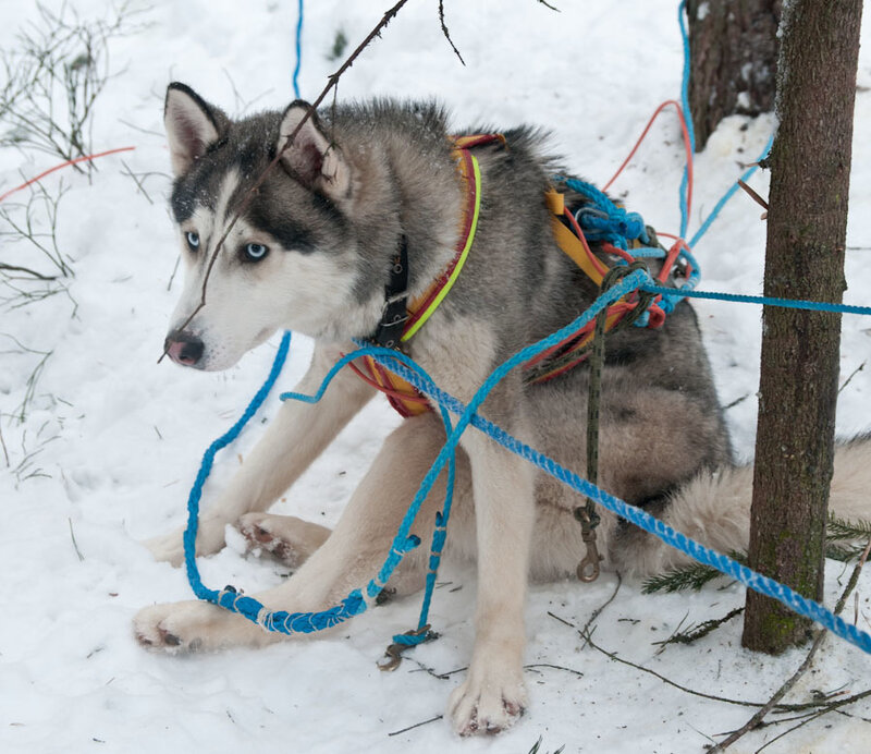 Husky Dog in Harness